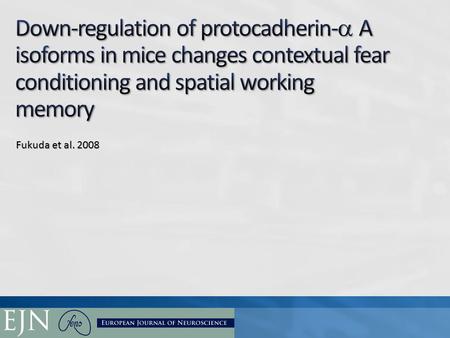 Fukuda et al. 2008. Working Memory Both the medial prefrontal cortex (mPFC) and hippocampus are implicated in working memory.