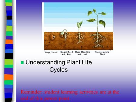 Understanding Plant Life Cycles Reminder: student learning activities are at the end of this power point.