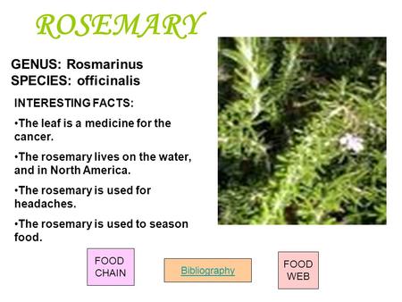 ROSEMARY GENUS: Rosmarinus SPECIES: officinalis INTERESTING FACTS: