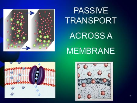 1 PASSIVE TRANSPORT ACROSS A MEMBRANE. Passive & Active Transport Overview Cell Transport Passive Transport DiffusionOsmosis Facilitated Diffusion Active.