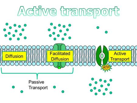 Facilitated Diffusion