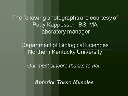 Anterior Torso Muscles (Thorax) 1. Pectoralis major 2. Pectoralis minor 3. Intercostals 4. Serratus anterior Head.