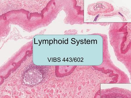 Lymphoid System VIBS 443/602.