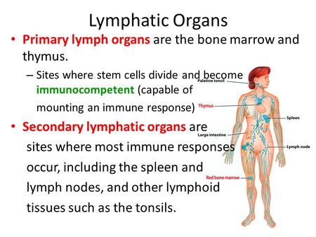 Lymphatic Organs Primary lymph organs are the bone marrow and thymus. – Sites where stem cells divide and become immunocompetent (capable of mounting an.