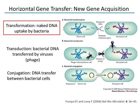 Horizontal Gene Transfer: New Gene Acquisition