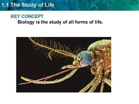 1.1 The Study of Life KEY CONCEPT Biology is the study of all forms of life.