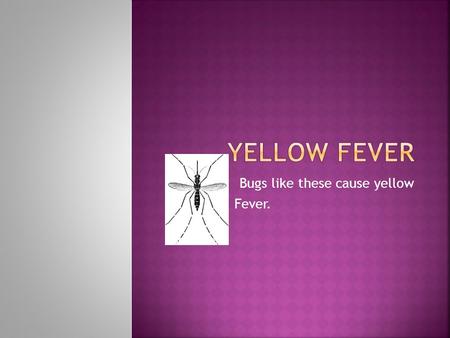 Bugs like these cause yellow Fever.. Yellow fever is a tropical disease that is spread to humans by infected mosquitoes. Many yellow fever infections.