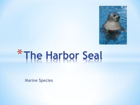 Marine Species. * Harbor seals are residents of Point Reyes, they might be sighted year round both on land and in near shore waters. * Some seals also.