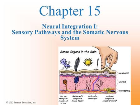 © 2012 Pearson Education, Inc. Chapter 15 Neural Integration I: Sensory Pathways and the Somatic Nervous System.