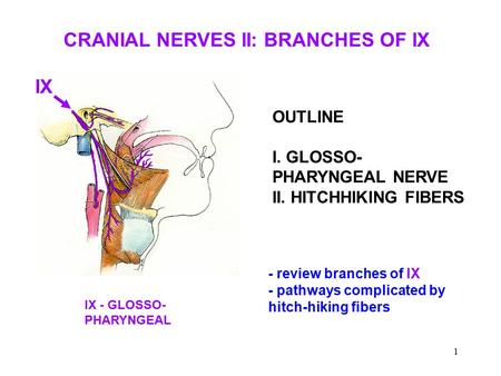 CRANIAL NERVES II: BRANCHES OF IX