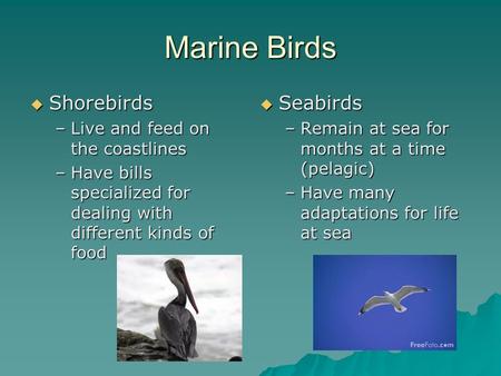 Marine Birds  Shorebirds –Live and feed on the coastlines –Have bills specialized for dealing with different kinds of food  Seabirds –Remain at sea for.