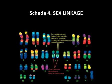 Scheda 4. SEX LINKAGE. Human Male Karyotype Human Female Karyotype X-LINKED inheritance: If the trait is recessive and associated with X chromosome, the.