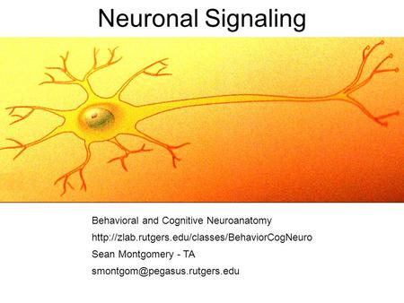 Neuronal Signaling Behavioral and Cognitive Neuroanatomy