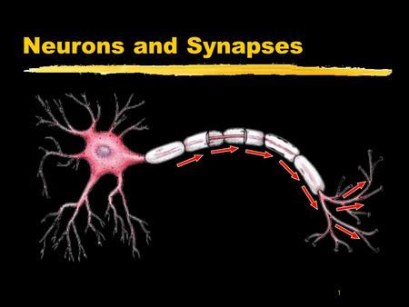 1 Neurons and Synapses. 2 Neurons y Cells that Transmit messages from one part of the body to another yMany different types and sizes.