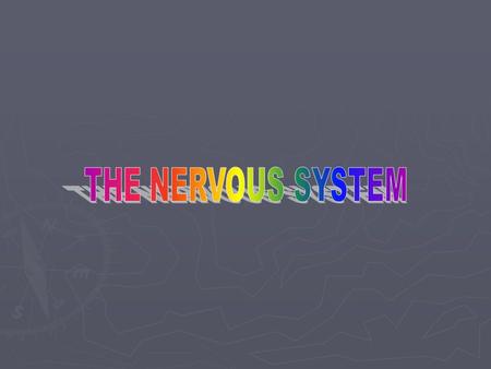 Nervous System Divisions ► Central Nervous System and Peripheral NS ► Afferent Division and Efferent Division ► Somatic and Autonomic NS Autonomic: