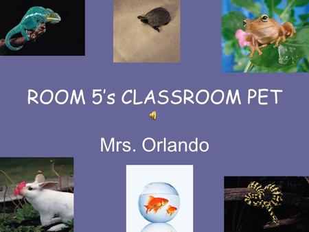 ROOM 5’s CLASSROOM PET Mrs. Orlando ROOM 5 WILL BE GETTING A CLASS PET!!!!! As a class, we will be picking a pet, I will be going out and purchasing.