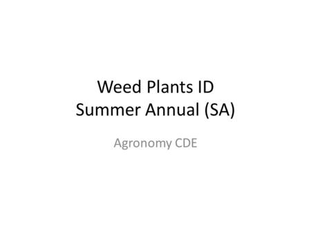 Weed Plants ID Summer Annual (SA) Agronomy CDE. Barnyard Grass (SA)