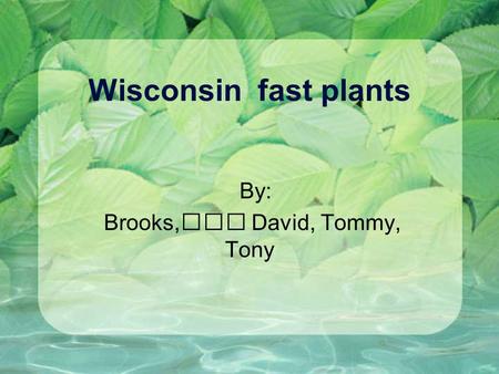 Wisconsin fast plants By: Brooks, David, Tommy, Tony.