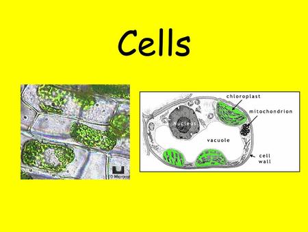 Cells. Starter What do these things have in common? They all make things look bigger!