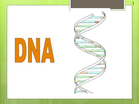 1. DNA stands for deoxyribose nucleic acid This chemical substance is present in the nucleus of all cells in all living organisms DNA controls all the.