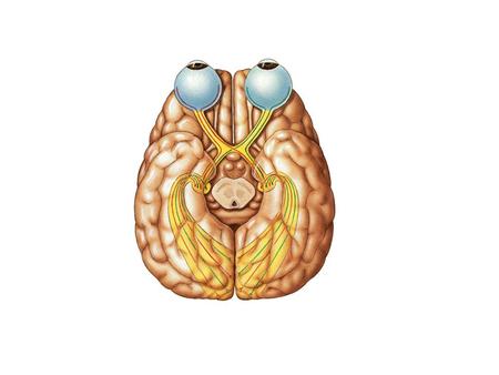 Optic nerve, from retina, through optic canals, to diencephalon; special sensory.