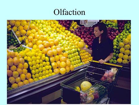 Olfaction. Smell Classification Odors Odorants Anatomy of the Nose Olfactory Cleft Primary Olfaction Cortex Amygdala-Hippocampal Complex Entorhinal Cortex.