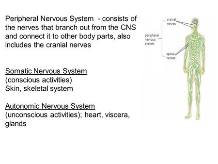 Peripheral Nervous System - consists of the nerves that branch out from the CNS and connect it to other body parts, also includes the cranial nerves Somatic.