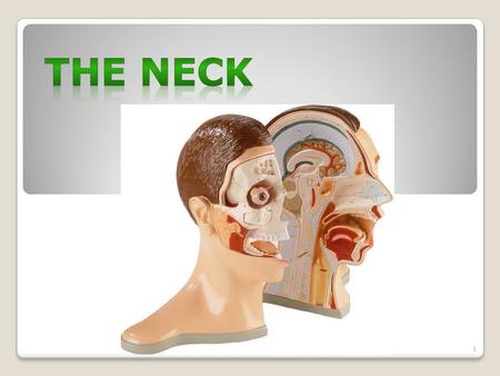 1. . The neck (L. collum, cervix) is the transitional area between the head superiorly and the clavicles inferiorly that joins the head to the trunk and.