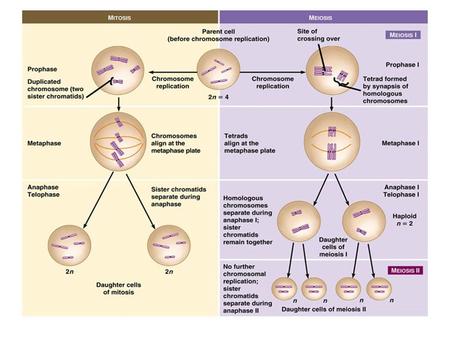 The arrangement of homologous chromosome pairs at metaphase I affects resulting gametes. A total of four chromosome combinations is possible in the.