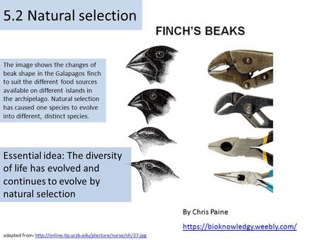 Essential idea: The diversity of life has evolved and continues to evolve by natural selection By Chris Paine https://bioknowledgy.weebly.com/ The image.