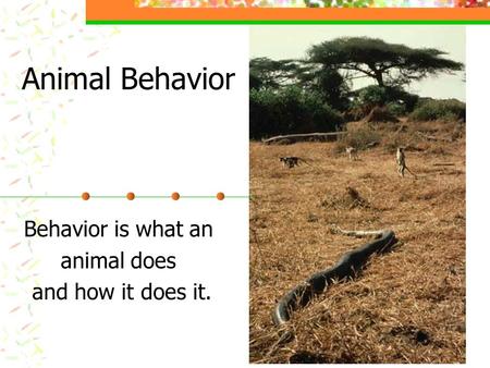 Animal Behavior Behavior is what an animal does and how it does it.