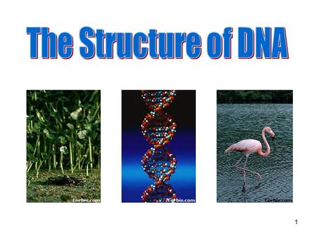 1 2 DNA DNA.DNA is often called the blueprint of life. In simple terms, DNA contains the instructions for making proteins within the cell.