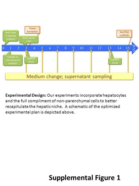 Supplemental Figure 1 Experimental Design: Our experiments incorporate hepatocytes and the full compliment of non-parenchymal cells to better recapitulate.