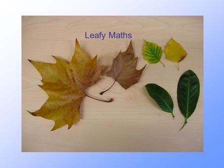 Leafy Maths. Investigating leaf size for different trees How can we collect a random sample of 20 leaves? What measurement shall we take?