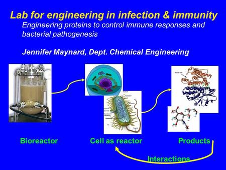 Lab for engineering in infection & immunity Engineering proteins to control immune responses and bacterial pathogenesis Jennifer Maynard, Dept. Chemical.