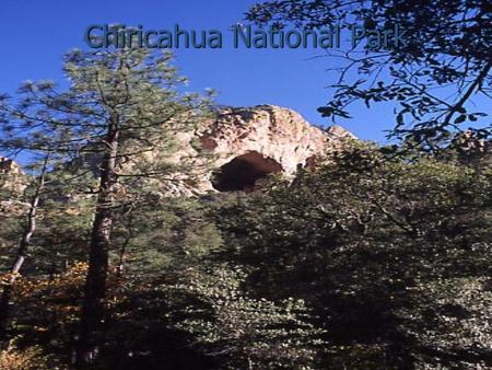 Chiricahua National Park. Things that will make you never want to leave Chiricahua. * in Chirichua there is a lot of wild life. There are so many birds.