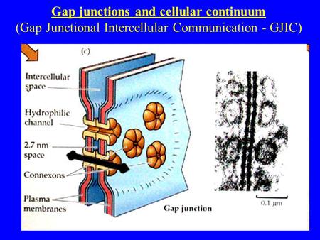 Gap junctions and cellular continuum (Gap Junctional Intercellular Communication - GJIC)