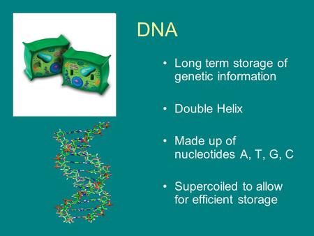 DNA Long term storage of genetic information Double Helix Made up of nucleotides A, T, G, C Supercoiled to allow for efficient storage.