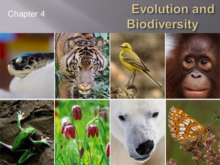 Chapter 4. Biodiversity: the variety of earth’s species, the genes they contain, the ecosystems in which they live and the ecosystem processes and energy.