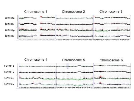 SUTI110 x SUTI110 p SUTI151 x SUTI151 p Chromosome 1 Chromosome 2 Chromosome 3 SUTI110 x SUTI110 p SUTI151 x SUTI151 p Chromosome 4 Chromosome 5 Chromosome.