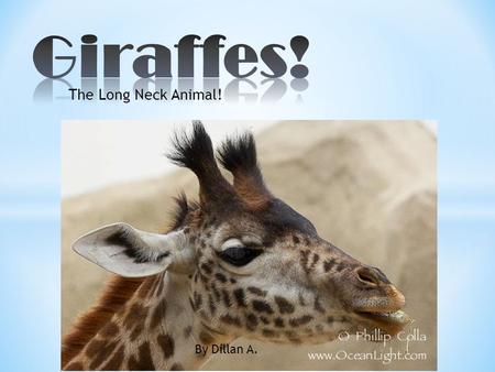 The Long Neck Animal! By Dillan A.. * The scientific name for a Giraffe is a Giraff Cameloperdails * Live up to 25 years * There are many types of giraffes,