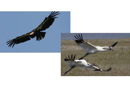 California Condor Fossils from Pleistocene Era (10,000 y/a) Long-lived - low reproductive rate Live up to 60 years wild – sexually mature at 6-7 Condors.