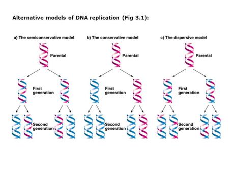 Alternative models of DNA replication (Fig 3.1):