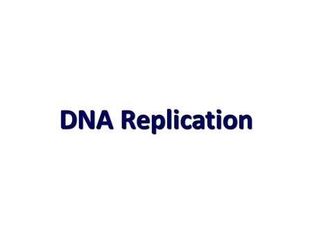 DNA Replication. II- DNA Replication II- DNA Replication Origins of replication Origins of replication Replication ForkshundredsY-shaped replicating DNA.