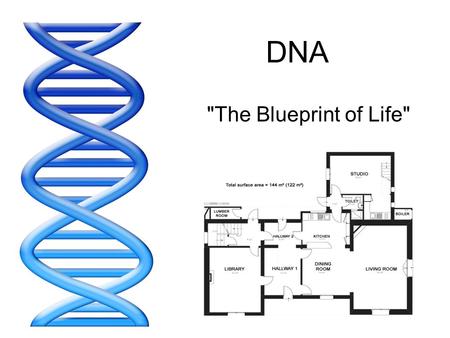 DNA The Blueprint of Life. DNA stands for... DeoxyriboNucleic Acid.