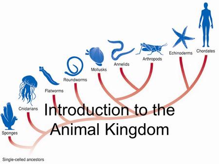 Introduction to the Animal Kingdom. Introduction to the Animal Kingdom Animals are multicellular eukaryotic heterotroph whose cells lack cell walls Vertebrates: