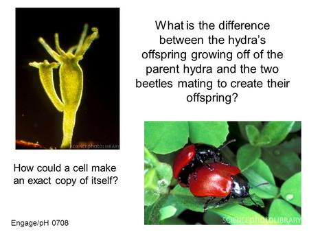 What is the difference between the hydra’s offspring growing off of the parent hydra and the two beetles mating to create their offspring? How could a.