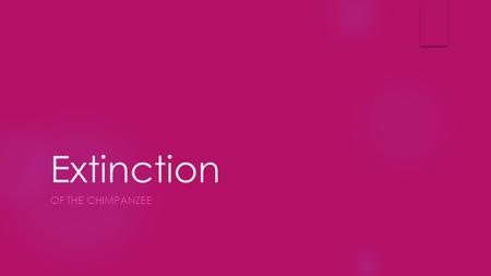 Extinction OF THE CHIMPANZEE. The Chimpanzee Facts  Chimpanzee’s are omnivores, they eat a wide variety of foods ranging from bark, insects, bugs, eggs.