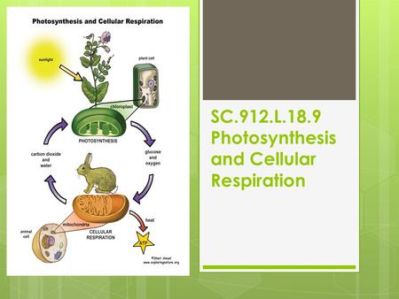 SC.912.L.18.9 Photosynthesis and Cellular Respiration.