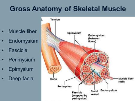 Gross Anatomy of Skeletal Muscle